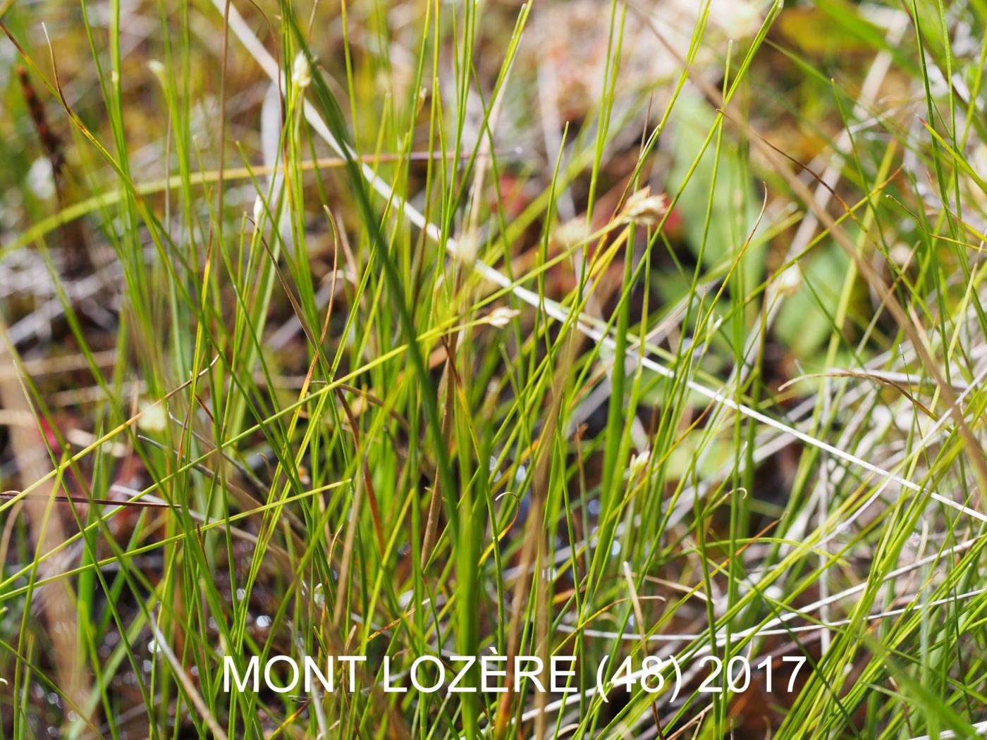 Sedge, White leaf